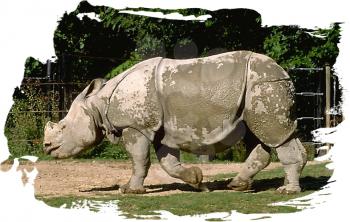 Royalty Free Photo of an Indian Rhinoceros Assam 
