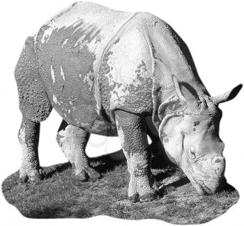 Royalty Free Black and White Photo of an Indian Rhinoceros Assam