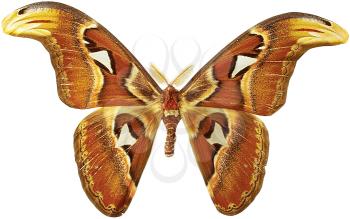 Royalty Free Photo of an Attacus Atlas Moth 