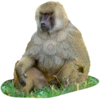 Royalty Free Photo of a Baboon