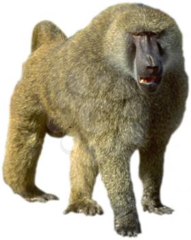 Royalty Free Photo of a Baboon