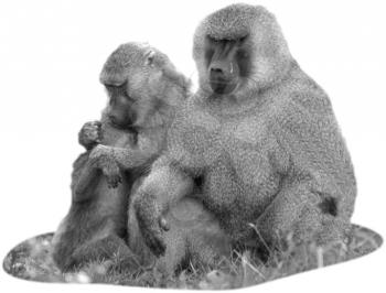 Royalty Free Black and White Photo of a Congress of Baboons