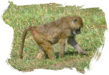 Royalty Free Photo of a Baboon 