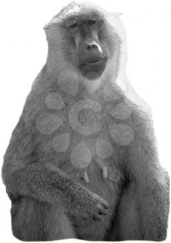 Royalty Free Black and White Photo of a Female Baboon
