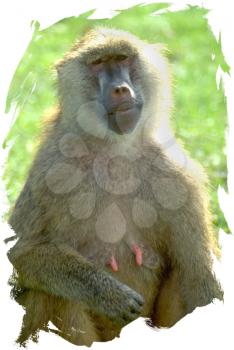 Royalty Free Photo of a Female Baboon