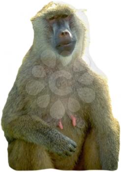 Royalty Free Photo of a Female Baboon