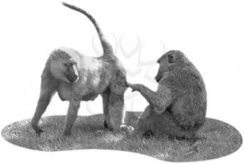 Royalty Free Black and White Photo of a Pair of Baboons