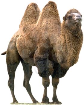 Royalty Free Photo of a Bactrian Camel 