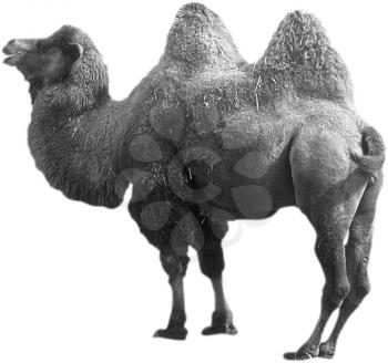Royalty Free Black and White Photo of aBactrian Camel