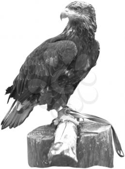 Royalty Free Black and White Photo of a Bald Eagle 