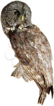 Royalty Free Photo of a Barn Owl 