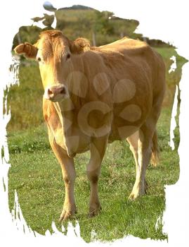 Royalty Free Photo of a Cow