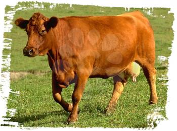 Royalty Free Photo of a Cow