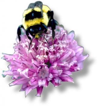 Royalty Free Photo of a Bumble Bee