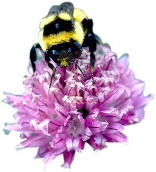 Royalty Free Photo of a Bumble Bee