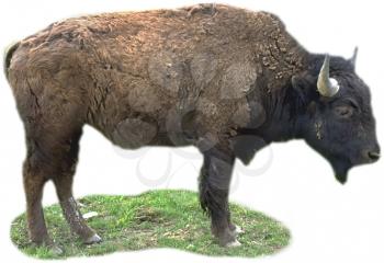 Royalty Free Photo of a Bison