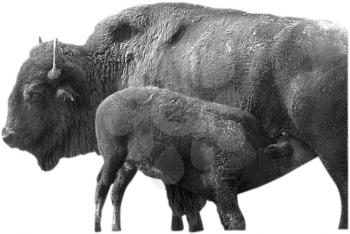 Royalty Free Photo of a Mother Bison and her Baby