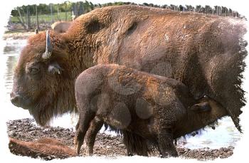 Royalty Free Photo of a Mother Bison and Her Baby