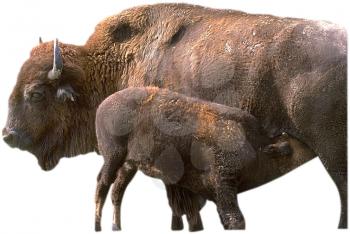 Royalty Free Photo of a Mother and her Baby Calf