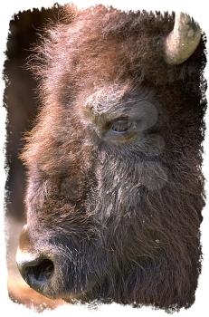 Royalty Free Photo of a Bison Head