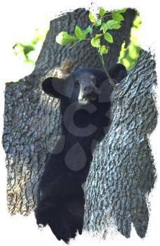 Royalty Free Photo of a Black Bear in a Tree