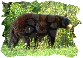 Royalty Free Photo of a Black Bear Walking in the Forest
