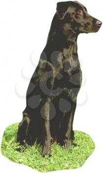 Royalty Free Photo of a Black Labrador Retriever Dog