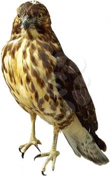 Royalty Free Photo of a Hawk