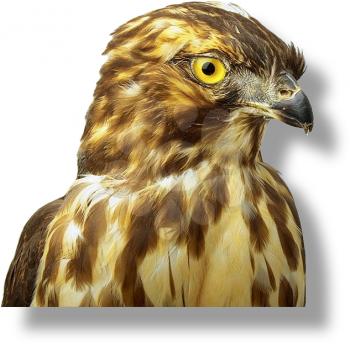 Royalty Free Photo of a Hawk's Head