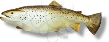 Royalty Free Photo of a Stuffed Brown Trout 