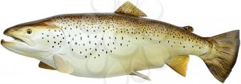 Royalty Free Photo of a Stuffed Brown Trout