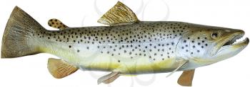 Royalty Free Photo of a Brown Trout