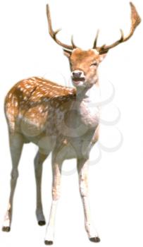 Royalty Free Photo of a Young Deer