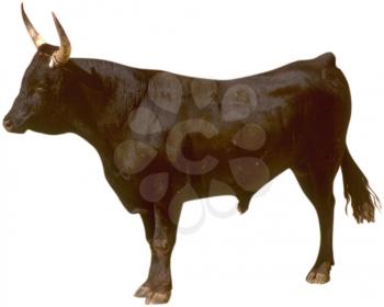 Royalty Free Photo of a Bull