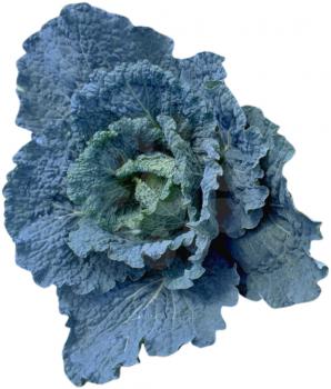 Royalty Free Photo of a Blue Cabbage