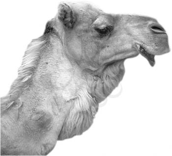 Royalty Free Photo of a Head of Camel