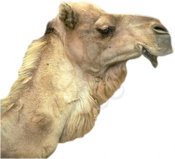 Royalty Free Photo of a Camel Head