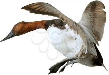 Royalty Free Photo of a Goose in Flight