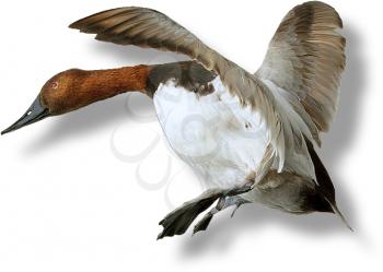 Royalty Free Photo of a Goose Attempting to Land