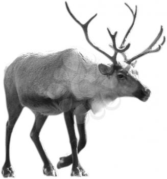 Royalty Free Photo of a Caribou in Black and White