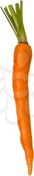 Royalty Free Photo of a Raw Carrot