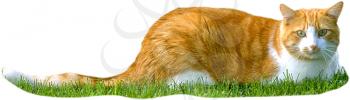 Royalty Free Photo of an Orange and White Cat in the Grass