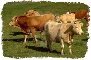 Royalty Free Photo of a Herd of Cows in the Pasture