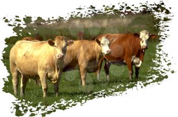 Royalty Free Photo of a Herd of Cows