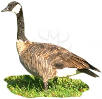 Royalty Free Photo of a Canada Goose on the Grass