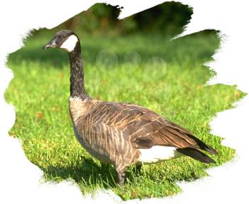 Royalty Free Photo of a Canada Goose in a Pasture