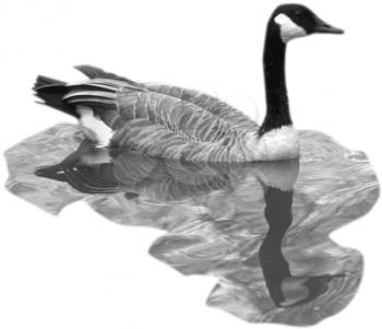 Royalty Free Photo of a Canada Goose Swimming in the Water