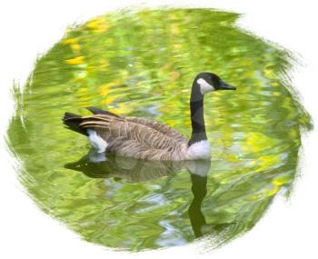 Royalty Free Photo of a Canada Goose Floating in the Water