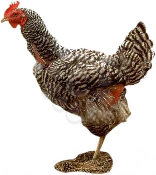 Royalty Free Photo of a Chicken