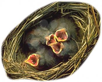 Royalty Free Photo of a Nest of Baby Birds